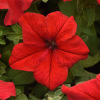 Supercascade Red Petunia