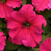 Supercascade Rose Petunia