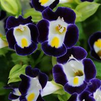 Kauai™ Blue & White Torenia