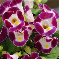 Kauai™ Burgundy Torenia