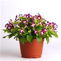 Kauai™ Burgundy Torenia
