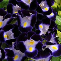 Kauai™ Deep Blue Torenia