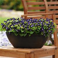Kauai™ Deep Blue Torenia