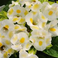 Kauai™ Lemon Drop Torenia