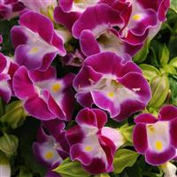 Kauai™ Magenta Torenia