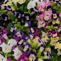 Kauai™ Mixture Torenia