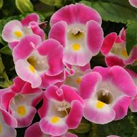 Kauai™ Rose Torenia