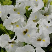 Kauai™ White Torenia