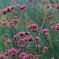 Verbena Buenos Aires