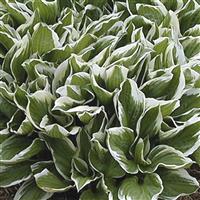 Hosta Albomarginata