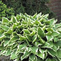 Hosta Albomarginata