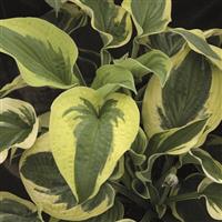 Hosta Wide Brim
