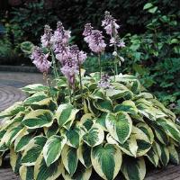 Hosta Wide Brim