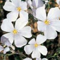 Linum Diamant