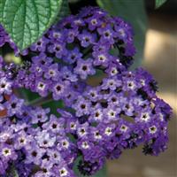 Marino™ Blue Heliotrope