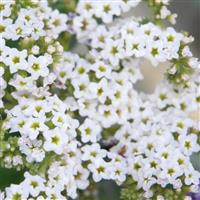 Marino™ White Heliotrope