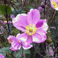 Anemone hupehensis Crispa