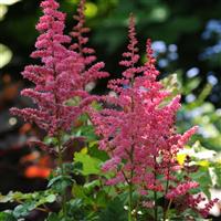 Astilbe Alive And Kicking