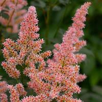 Astilbe Hip Hop