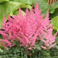 Astilbe Jump & Jive