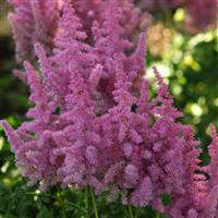 Astilbe Stand And Deliver