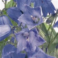Campanula Alpine Breeze Blue