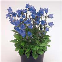 Campanula Alpine Breeze Blue
