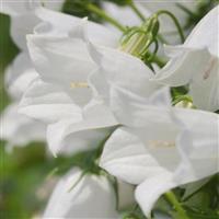 Campanula Alpine Breeze White