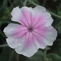 Lychnis Angel Blush