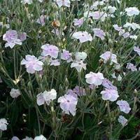 Lychnis Angel Blush