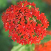 Lychnis chalcedonica Maltese Cross