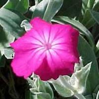 Lychnis coronaria 
