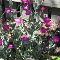 Lychnis coronaria 