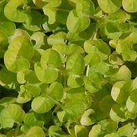 Lysimachia nummularia Aurea
