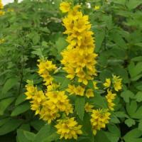 Lysimachia punctata 