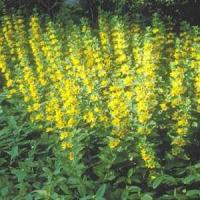 Lysimachia punctata 
