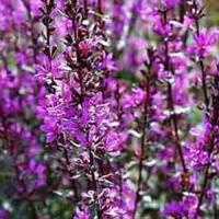 Lythrum morden Pink