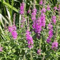 Lythrum morden Pink