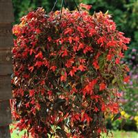 Million Kisses<sup>®</sup> Amour Begonia Vegetative