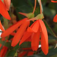 Million Kisses<sup>®</sup> Amour Begonia Vegetative