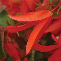 Million Kisses<sup>®</sup> Devotion Begonia Vegetative