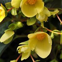 Million Kisses<sup>®</sup> Honeymoon Begonia Vegetative