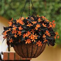 Sparks Will Fly Begonia Vegetative