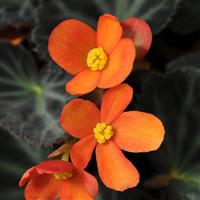 Sparks Will Fly Begonia Vegetative
