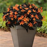 Sparks Will Fly Begonia Vegetative