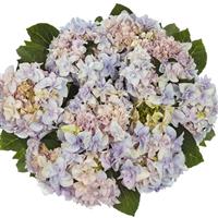 Double Fay Blue Hydrangea lace cap
