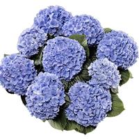 Double Felina Blue Hydrangea macrophylla