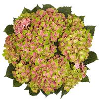 Candy Lips Pink Hydrangea macrophylla