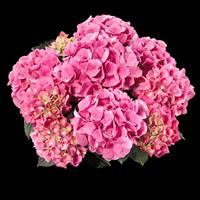 Sarena Pink Hydrangea macrophylla
