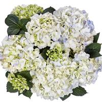 Splash Blue Hydrangea macrophylla